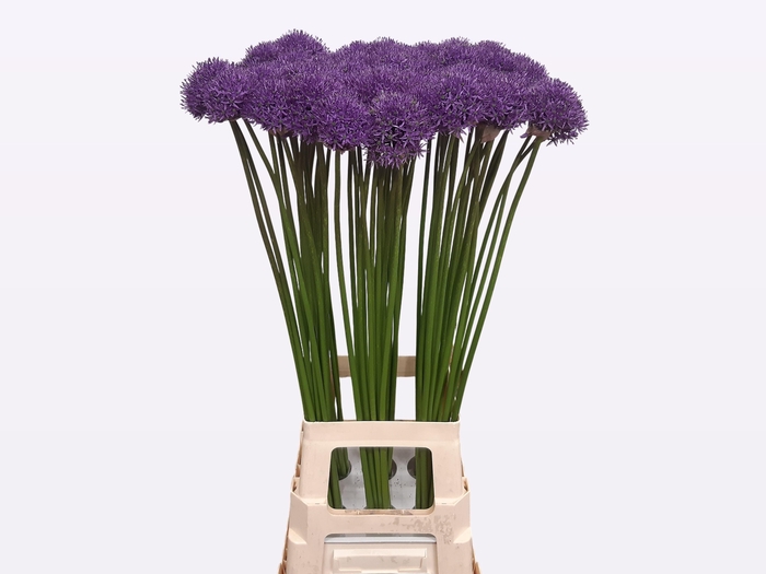 <h4>ALLIUM GLADIATOR</h4>