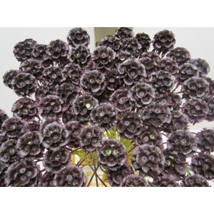 Scabiosa Aubergine
