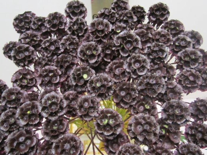 <h4>Scabiosa Aubergine</h4>