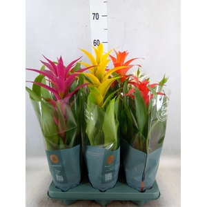 Guzmania   ...mix