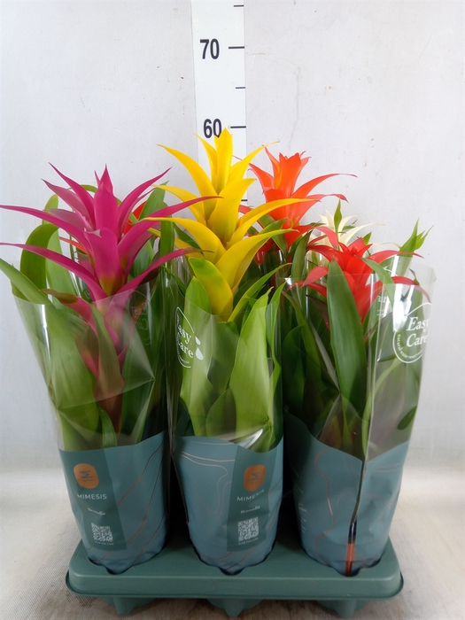 <h4>Guzmania   ...mix</h4>