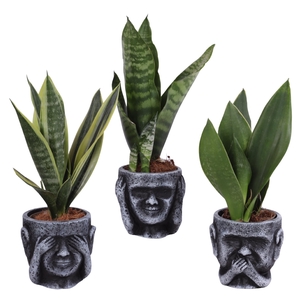 Sansevieria mix Ø09cm in Ceramic pot Ø12cm