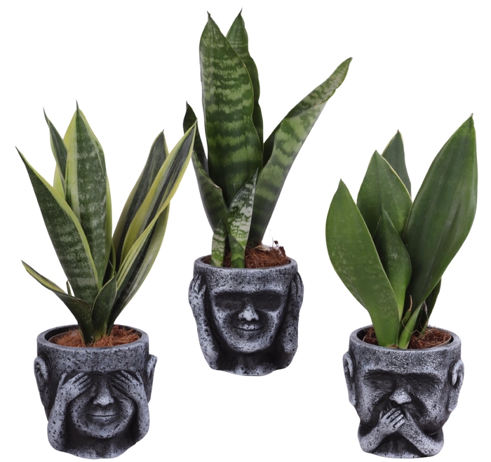 <h4>Sansevieria mix Ø09cm in Ceramic pot Ø12cm</h4>