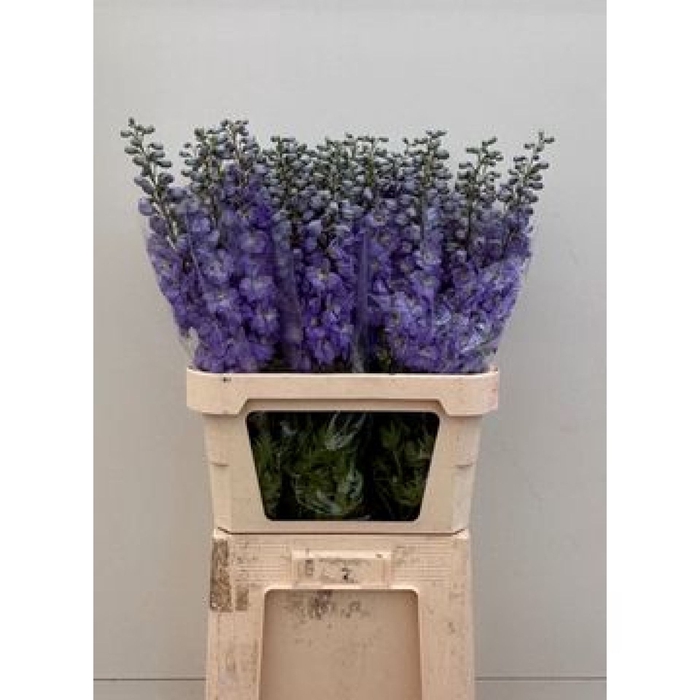 <h4>Delphinium Impressive</h4>