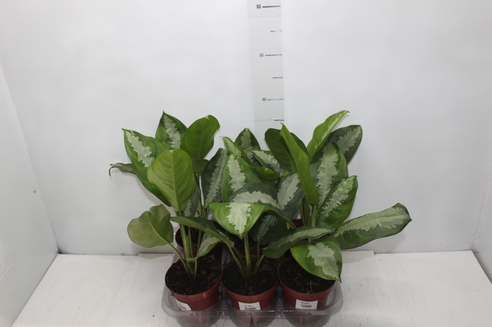 <h4>AGLAONEMA PATAYA P12</h4>