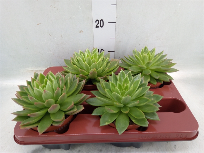 <h4>Echeveria agavoides</h4>