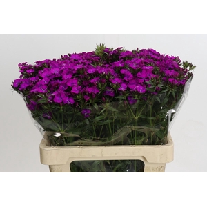 Dianthus Br Amazon Neon Purple