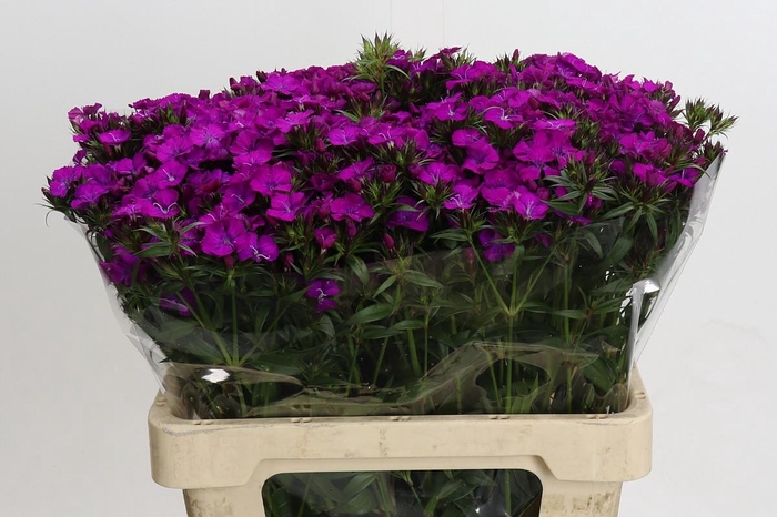 <h4>Dianthus Br Amazon Neon Purple</h4>