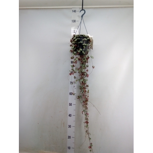 Ceropegia woodii ssp. woodii