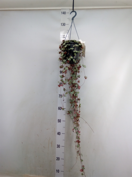 <h4>Ceropegia woodii ssp. woodii</h4>