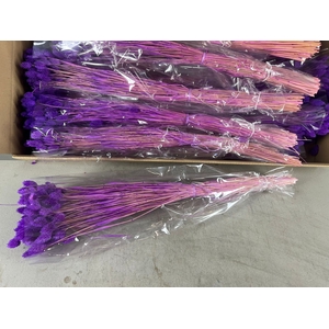 DF Phalaris Bs Purple 100g