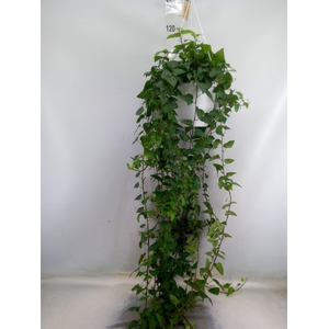 Hedera helix 'Mein Herz'