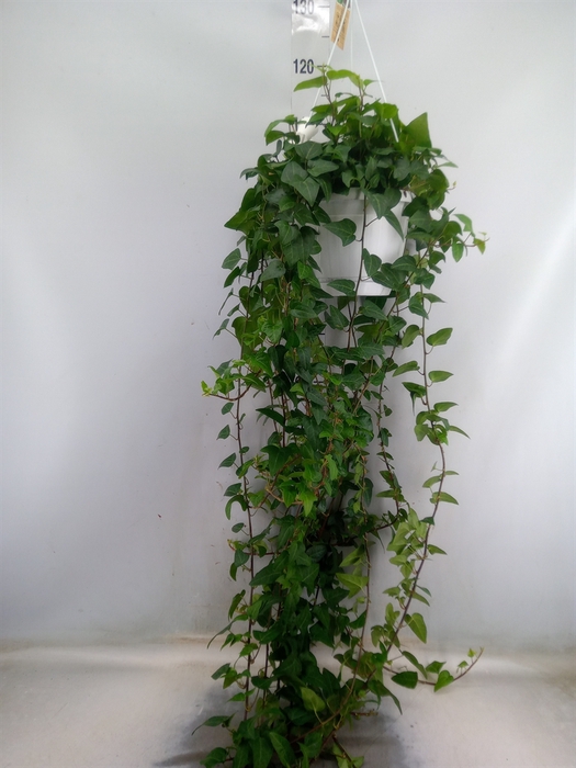 <h4>Hedera helix 'Mein Herz'</h4>