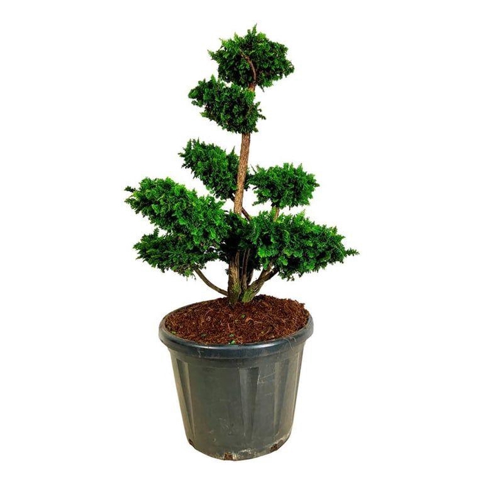 <h4>Chamaecyparis o. 'Teddy Bear'</h4>