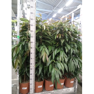 Ficus binn. 'Amstel King'