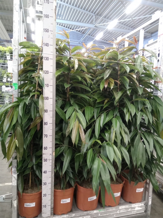 <h4>Ficus binn. 'Amstel King'</h4>
