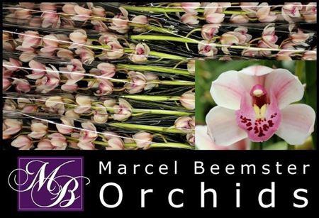 <h4>Cymb Mi Sabrina</h4>