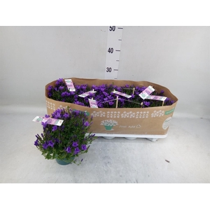 Campanula porten. 'Ambella In Prpl'