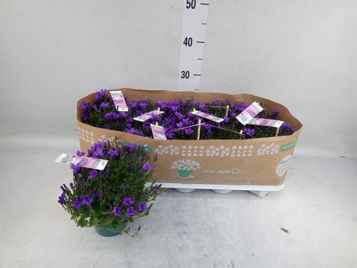 <h4>Campanula porten. 'Ambella In Prpl'</h4>