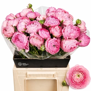RAN AAZUR LI PINK