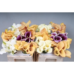 Zantedeschia mix in bucket