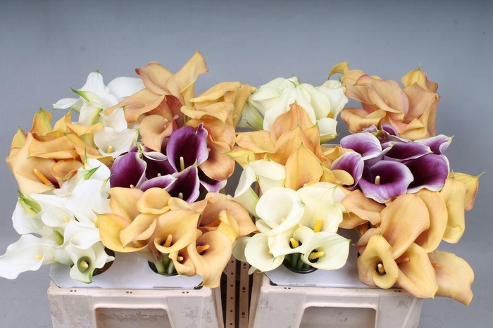 <h4>Zantedeschia mix in bucket</h4>