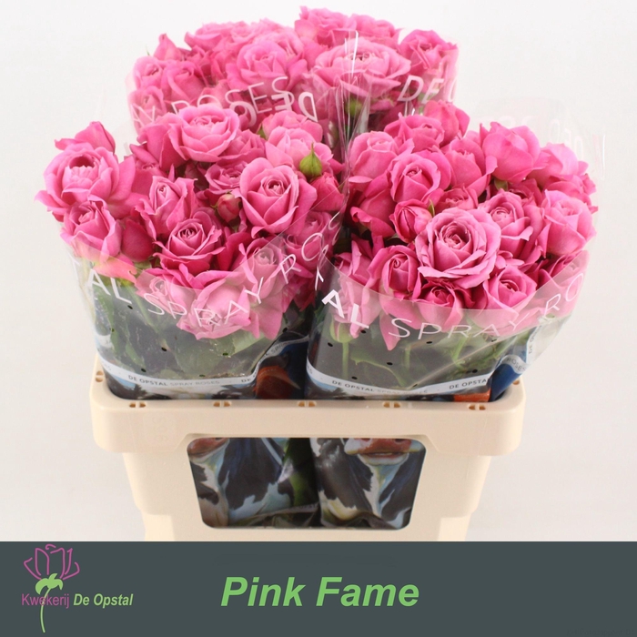 <h4>R TR PINK FAME</h4>