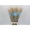 Amaranthus Yearming Desert