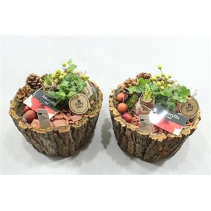 4128 SCHORS SCHAAL AMAR