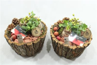 <h4>4128 SCHORS SCHAAL AMAR</h4>