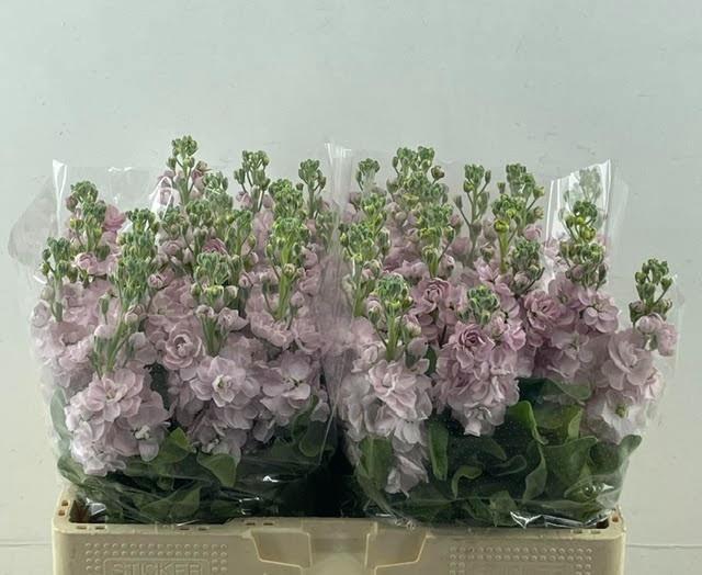 <h4>MATTH CENTUM ROSE</h4>