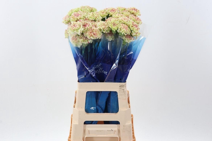 <h4>Dianthus ST 'Mochi'</h4>