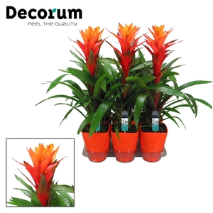 Guzmania Variada Luxe Keramiek (Decorum)