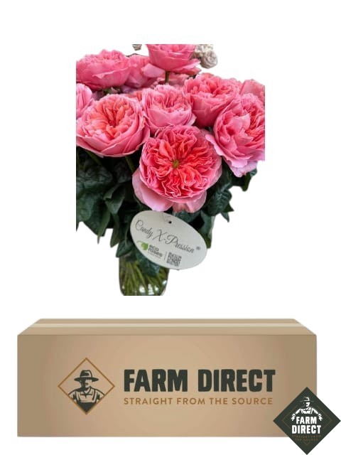 <h4>R GR CANDY XPRESSION (BOX)</h4>