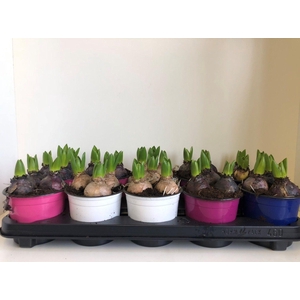 hyacint 12 cm mix kleurpot