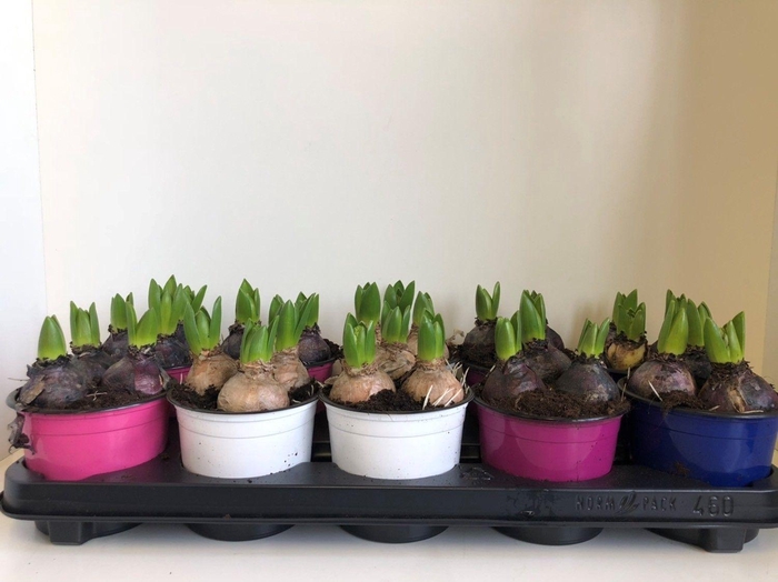 <h4>hyacint 12 cm mix kleurpot</h4>