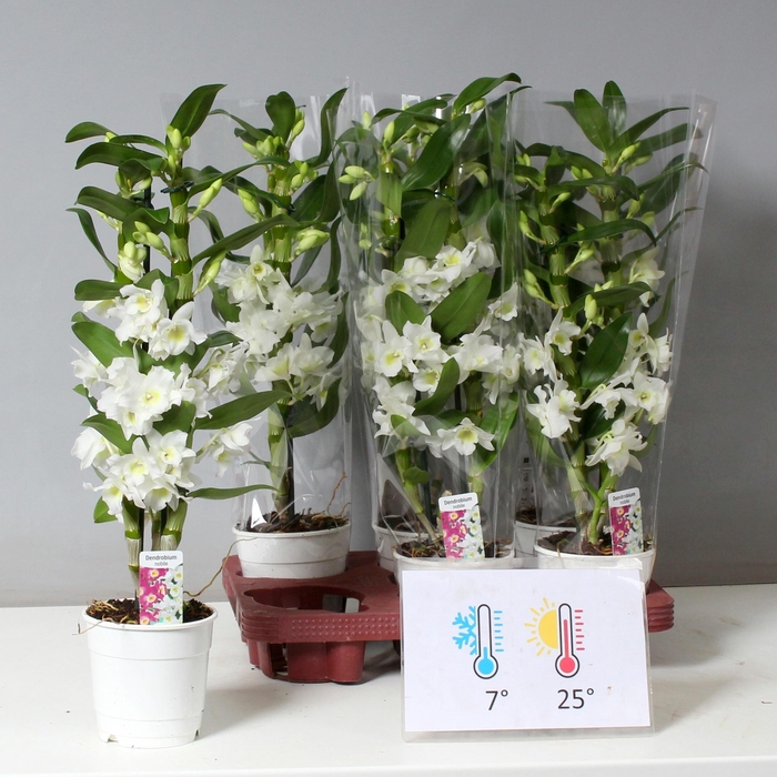 <h4>DENDR N SC APOLLON</h4>