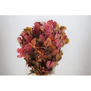 Pres Mini Oak Autumn P Bunch