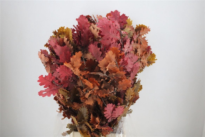 <h4>Pres Mini Oak Autumn P Bunch</h4>