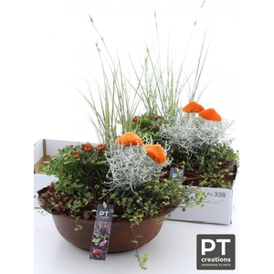 ARR TUINPLANTEN