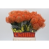 Nutans Ayoba Mandarin Zest