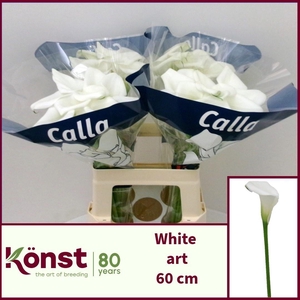 ZANT WHITE ART