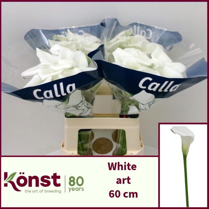 <h4>ZANT WHITE ART</h4>