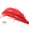 Dried Bleached Amaranthus Caudatus Red
