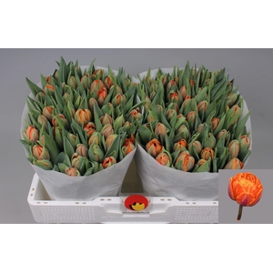 TU DU ORANGE PRINCES