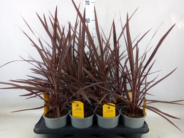 <h4>Cordyline austr. 'Red Star'</h4>