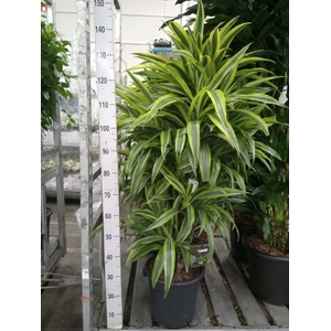 Dracaena fr de 'LemonLime'