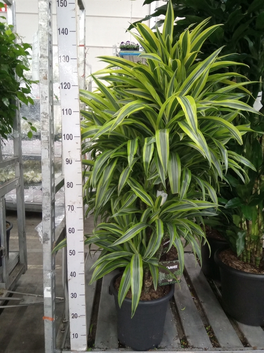 <h4>Dracaena fr de 'LemonLime'</h4>