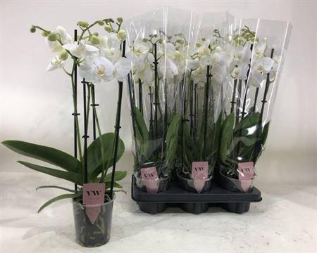 arr8 Phal An Inverness