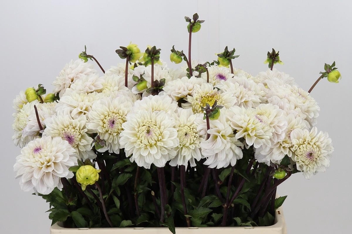 <h4>Dahlia Pencil Art Sugar</h4>